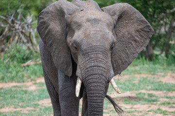 Fototapeta premium Kruger National Park, South Africa, Safari