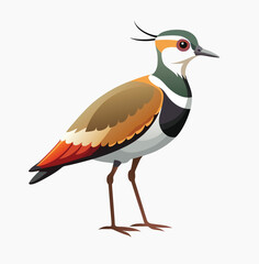 Lapwing bird on white background