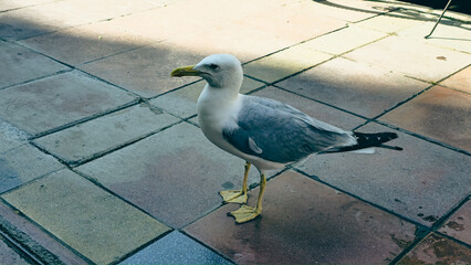 Seagull walks on the pavement