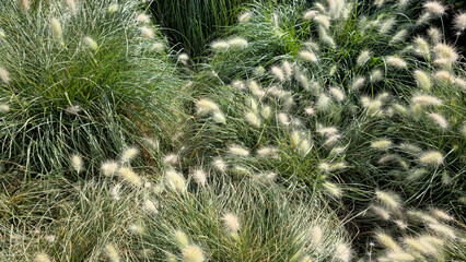 Pennisetum Alopecuroides Fountain Grass Closeup
