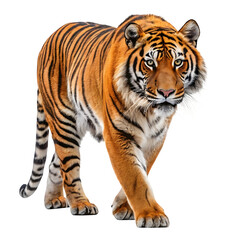 Fototapeta premium Tiger walking forward isolated on transparent background