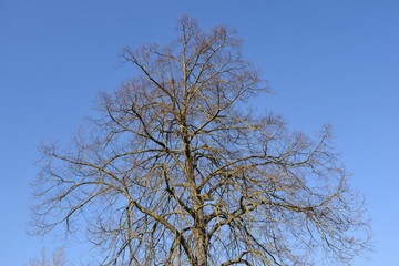 Leafless Branches and Trunk of Tree seen against Blue Sky