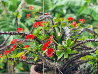 Red Crown of Thorns Flowers on Euphorbia Milii Plant with Spiny Stems and Green Tropical Background