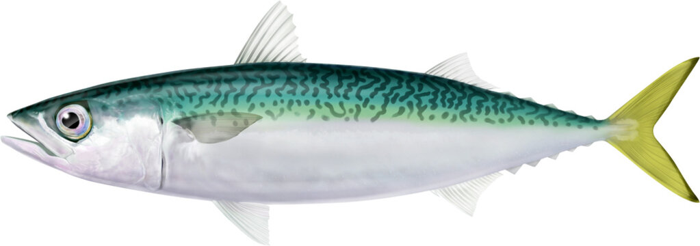 Salt water fish mackerel