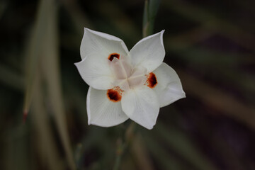 flower in the garden