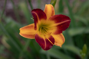 red and yellow flower