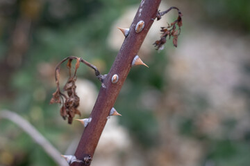 ants on a branch