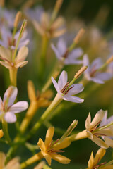 Fototapeta premium Small flowers of River Tarenna 