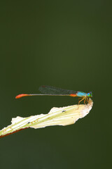 Ornate Coraltail Damselfly