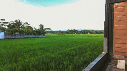 A peaceful view of vibrant green rice fields framed by rustic buildings and palm trees, offering a perfect escape into nature's calm.