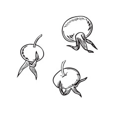 Rose hip berries vector illustration hand drawn. Sketch ink drawing. Vector EPS10 Illustration