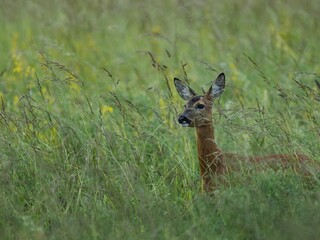 Deer in a Lush Green Meadow