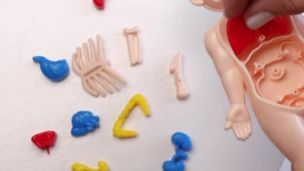 inserting plastic lungs into human anatomy toy figure on white background, concept of studying human anatomy for children preschool biology education