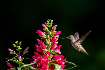 Hummingbird near vibrant pink flowers.