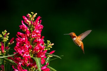 Hummingbird and vibrant red flowers