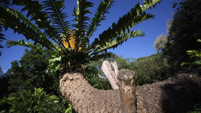 A pan along the long, thick cylindrical trunk of a cycad, ending at the top where leaves grow in a rosette around cones, forming a crown. 