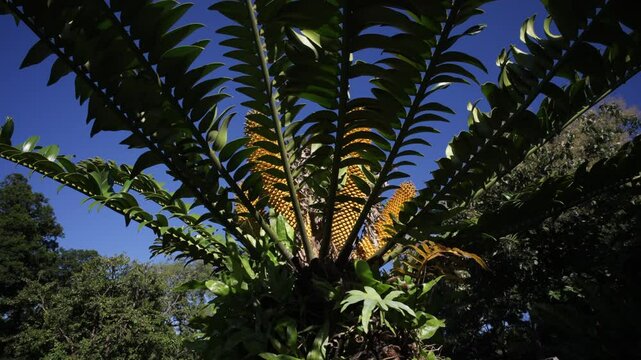 A slow tracking shot around the rosette of sharp, green cycad leaves that surround a central crown of cones.