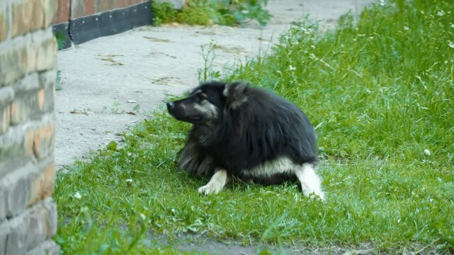 A stray yard dog itches all over, fleas bite it. Protection and assistance to stray animals.