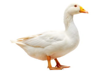 White domestic goose isolated on white background