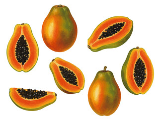 Vector watercolor papaya / 水彩テイストのパパイヤイラスト