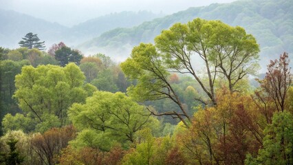 Obraz premium forest in the fog