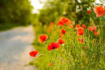 Roadside poppies in summer 