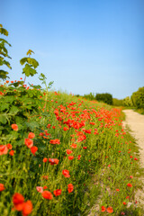 Roadside poppies in summer 
