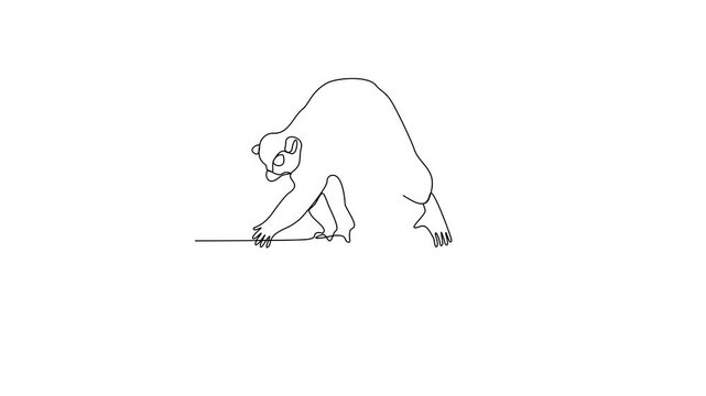 Animated self drawing of Lemur video design illustration. Primates animal themes in simple linear style video design concept. Lemur for your asset design and educational purpose.