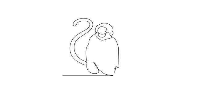 Animated self drawing of Langur video design illustration. Primates animal themes in simple linear style video design concept. Langur for your asset design and educational purpose.