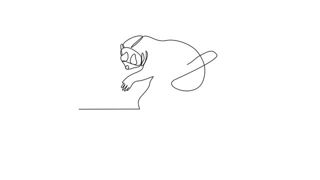 Animated self drawing of Loris video design illustration. Primates animal themes in simple linear style video design concept. Loris for your asset design and educational purpose.