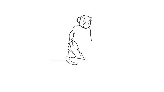 Animated self drawing of Macaque video design illustration. Primates animal themes in simple linear style video design concept. Macaque for your asset design and educational purpose.
