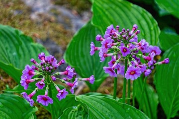 Fototapeta premium purple flowers in the garden