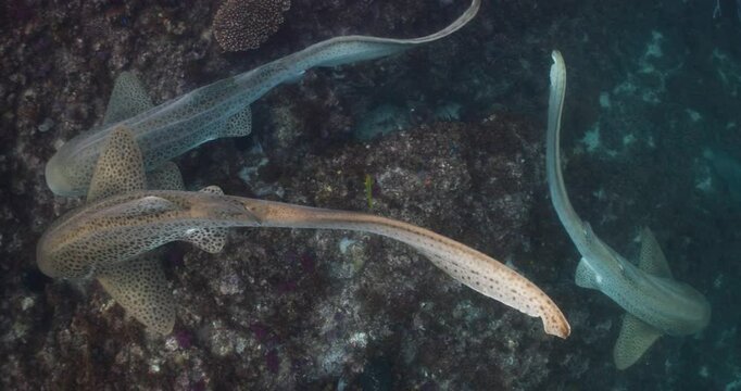 Leopard Shark New South Wales Wolfrock ocean life