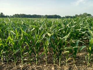 corn field with blue sky