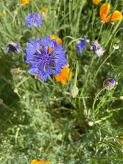 wild flowers in the garden