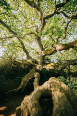 A large tree with a trunk that is split in half. The tree is surrounded by green foliage and is the center of attention in the image