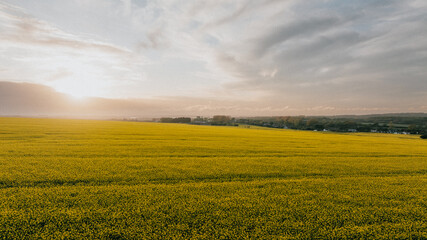Fototapeta premium A field of yellow grass with a cloudy sky in the background. The sky is hazy and the sun is setting