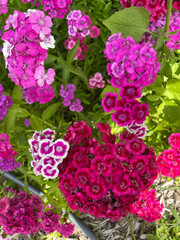 Fototapeta premium bouquet of pink roses in a basket