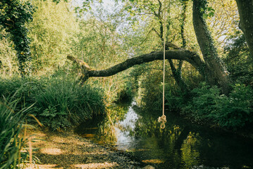 A tree branch hangs over a river, with a rope swing hanging from it. The scene is peaceful and serene, with the water reflecting the sunlight and the trees providing a natural canopy © Reuben