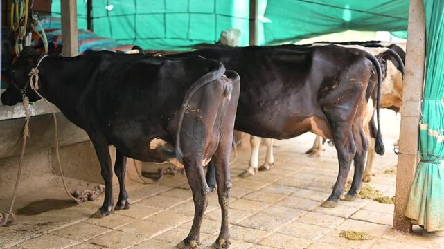 Dutch cow grazing fresh grass and defecating while eating on green meadow