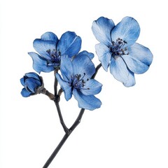 Fototapeta premium Blue flowers branch isolated on white background