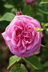 pink beautiful rose on the green back ground 