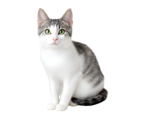 Cute white and grey cat sitting isolated on a transparent background