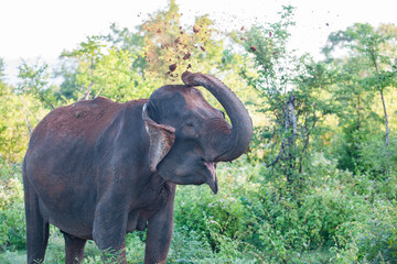 Sri Lanka Travel