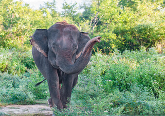 Fototapeta premium Sri Lanka Travel