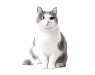 cute fat cat with adorable expression, adorable fat gray and white cat isolated on a transparent background