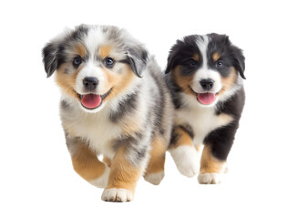 Playful, cute, and happy Australian Shepherd puppies playing together isolated on a transparent background