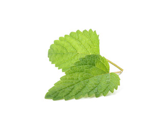 Fresh green lemon balm leaves isolated on white