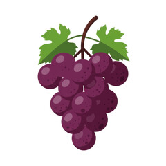 Fototapeta premium Cluster of ripe purple grapes hanging from a green vine against a white background