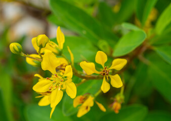 Closed up of yellow color Galphimia gracilis flower, plant background.